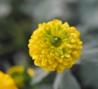 Full double yellow flowers with a hint of green.