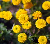 Near perfect double yellow flowers