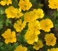 Golden yellow glistening flowers like buttercups over soft green foliage.