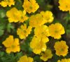 Show product details for Ranunculus montanus Molten Gold