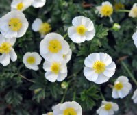 Bowl shaped clean white flowers over finely divided silvery foliage.