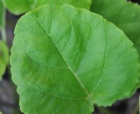 Big deep green rough textured round leaves