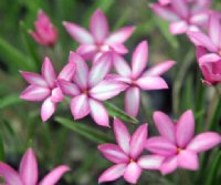 White and pink flowers.