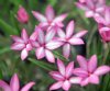 Rhodohypoxis Abigail