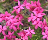 Good pink flowers in summer