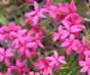 Show product details for Rhodohypoxis baurii Tetra Rose