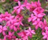 Rhodohypoxis baurii...