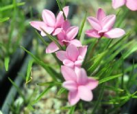 Pale pink good sized flowers.