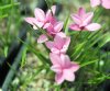 Show product details for Rhodohypoxis Bernadette