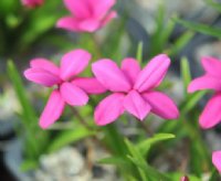 Mid to deep pink flowers.