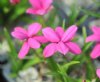 Show product details for Rhodohypoxis Betsy Carmine