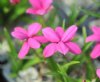 Rhodohypoxis Betsy ...