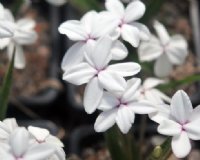 Clean white flowers.