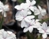 Show product details for Rhodohypoxis Drakensberg Snow