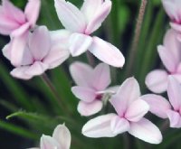 White and pink flowers.