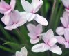 Show product details for Rhodohypoxis Eleanor