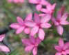 Show product details for Rhodohypoxis Emily Peel