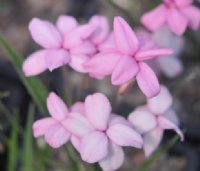 Pale pink large flowers.