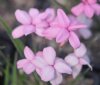 Rhodohypoxis Eva Kate