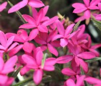 Good deep pink flowers in summer.