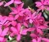 Rhodohypoxis Fire W...