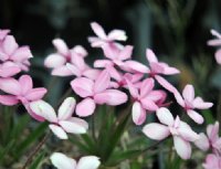 Big soft pink flowers in masses.