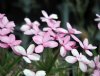 Rhodohypoxis Goliath