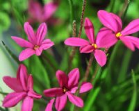 Rich deep pink flowers