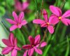 Rhodohypoxis Grace