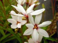 Creamy white flowers with a red eye