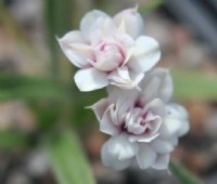 Nice double flower with palest pink centre.