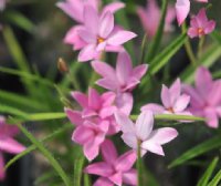 mid pink flowers in abundance.