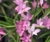 Rhodohypoxis Janey