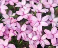 Many soft pink flowers