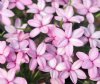 Rhodohypoxis Jeffery