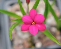 Cerise pink flowers of a good size