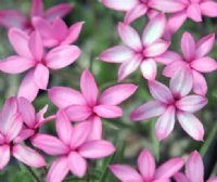 Nice medium to deep pink starry flowers.
