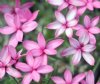 Show product details for Rhodohypoxis Mars