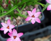 Strong cerise pink flowers