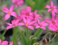 Lovely pink starry flowers