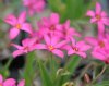 Rhodohypoxis Osco C...