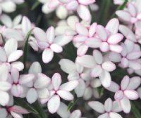 Picotee type white flower with pink petal edges.