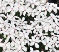 small clean white flowers in masses
