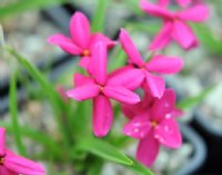 Nice rich pink flowers.