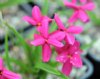 Show product details for Rhodohypoxis Pierre