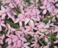 Numerous small pale pink flowers in masses