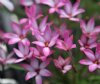 Rhodohypoxis Pink Glow