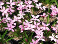 Two toned pink and white flowers