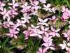 Show product details for Rhodohypoxis Pintado