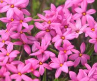 Large mid to deep pink flowers.